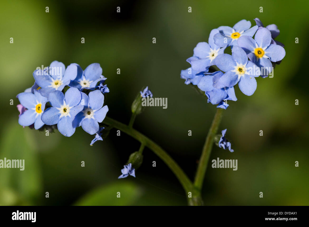 Dimenticare-me-non (Myosotis sylvatica) Foto Stock