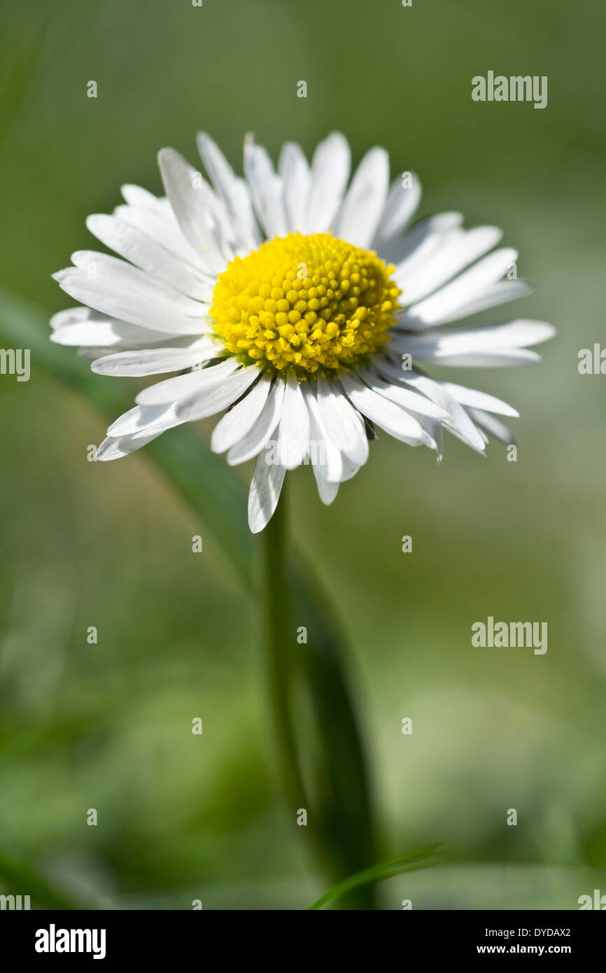 Daisy (Bellis perennis), Baden-Württemberg, Germania Foto Stock