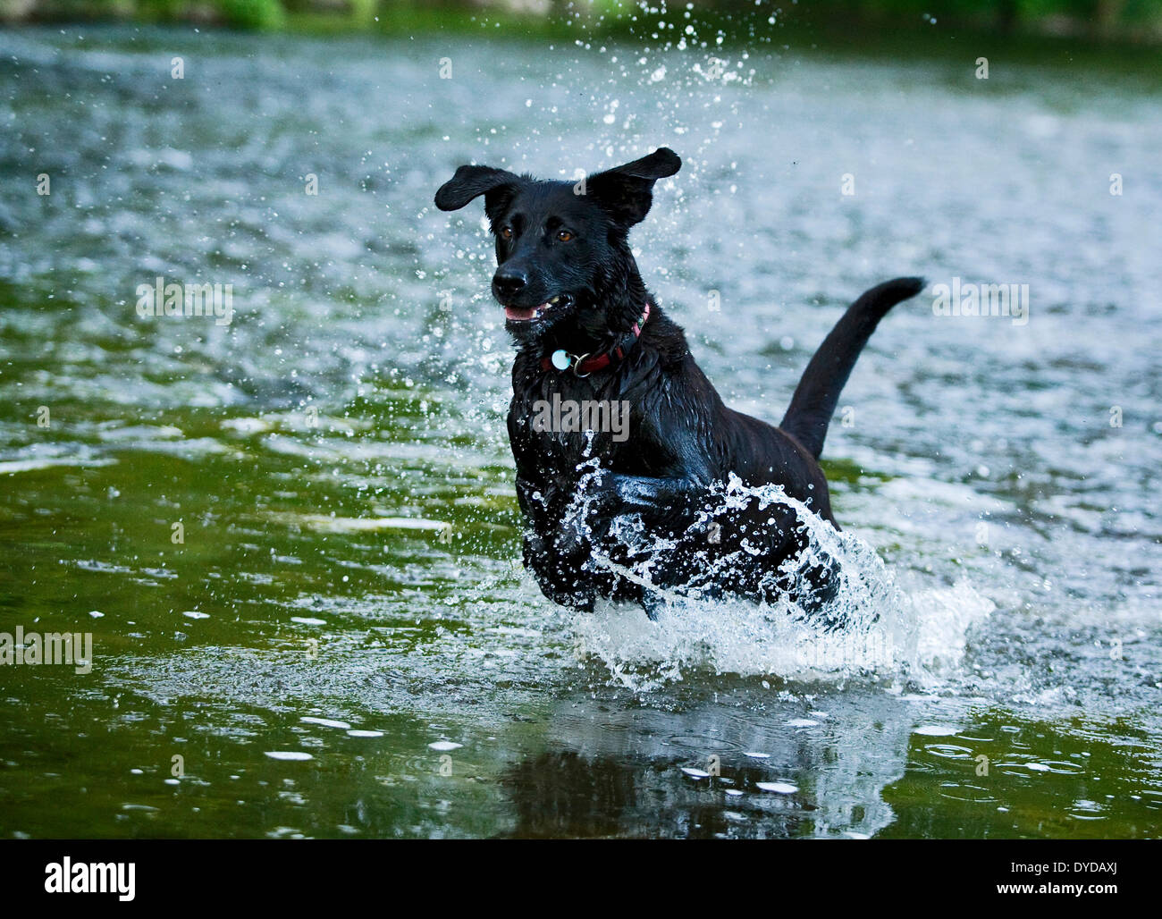 Rottweiler nero incroci in esecuzione in acqua, Germania Foto Stock
