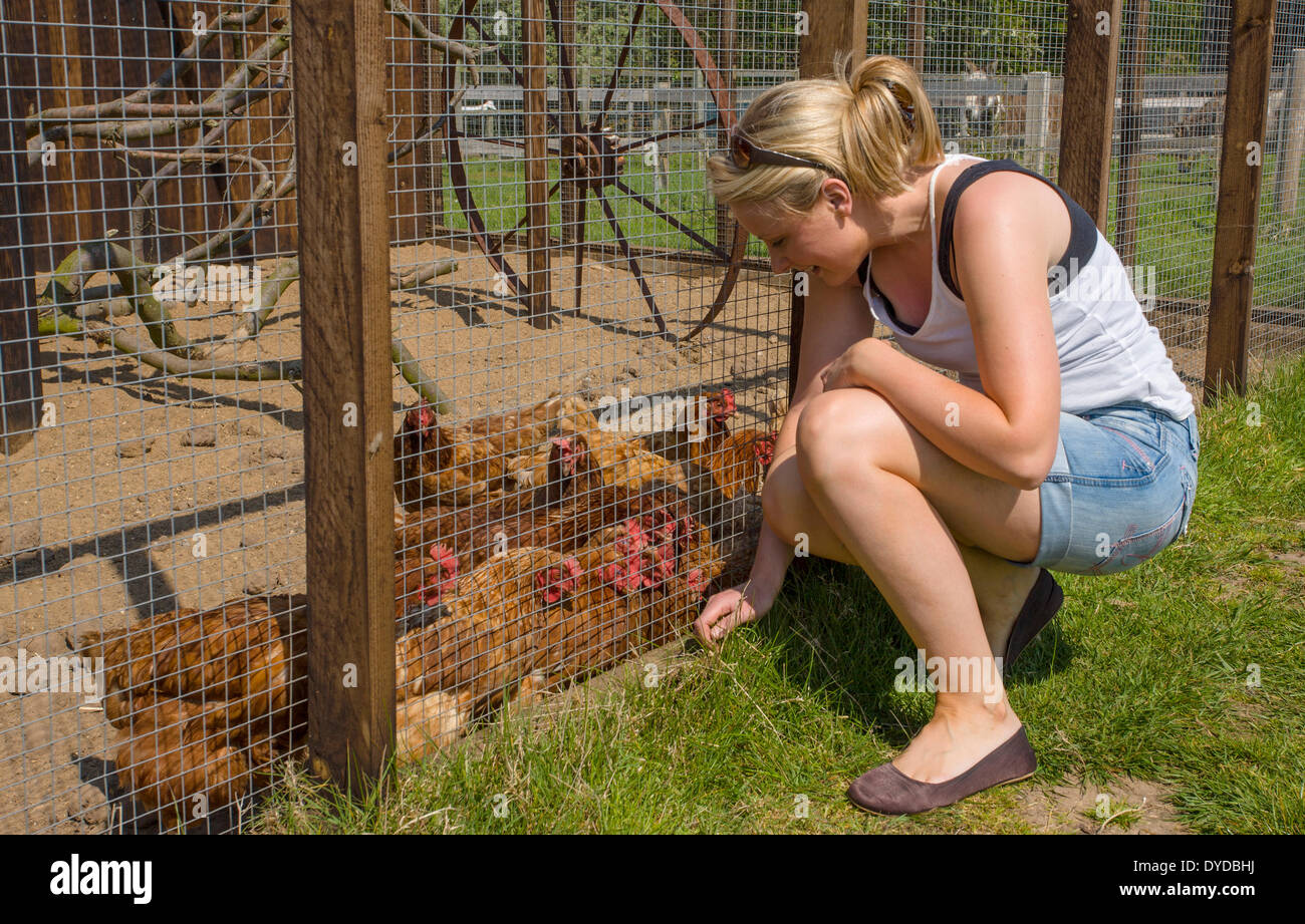 Giovane donna con polli al santuario degli animali. Foto Stock