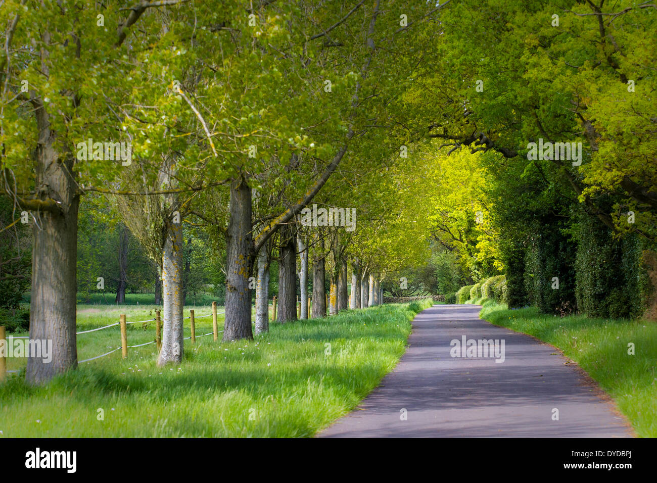 Un viale di alberi linee una piccola strada. Foto Stock