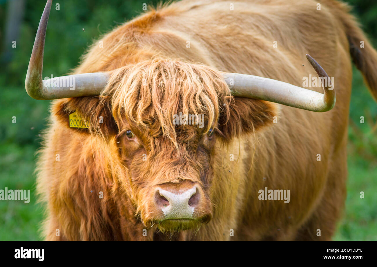 Highland bovini con corna minacciosa. Foto Stock