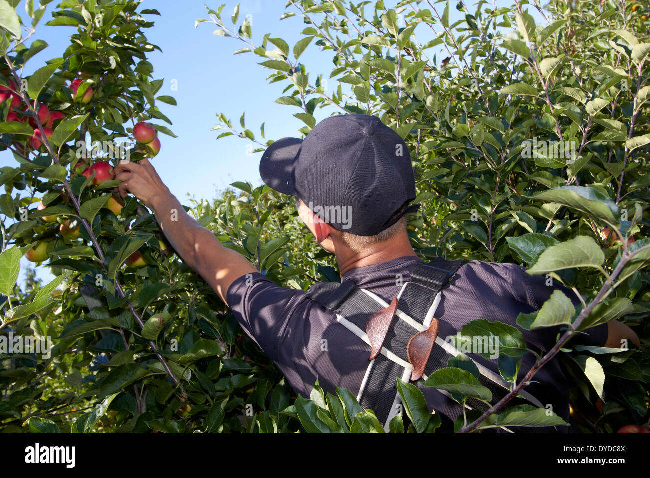 Un lavoratore la raccolta di mele in un moderno frutteto. Foto Stock