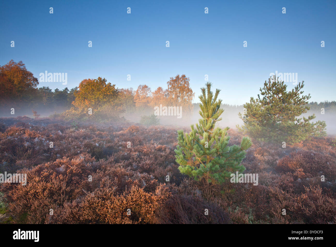 Thetford Forest in una nebbiosa mattina autunnale. Foto Stock