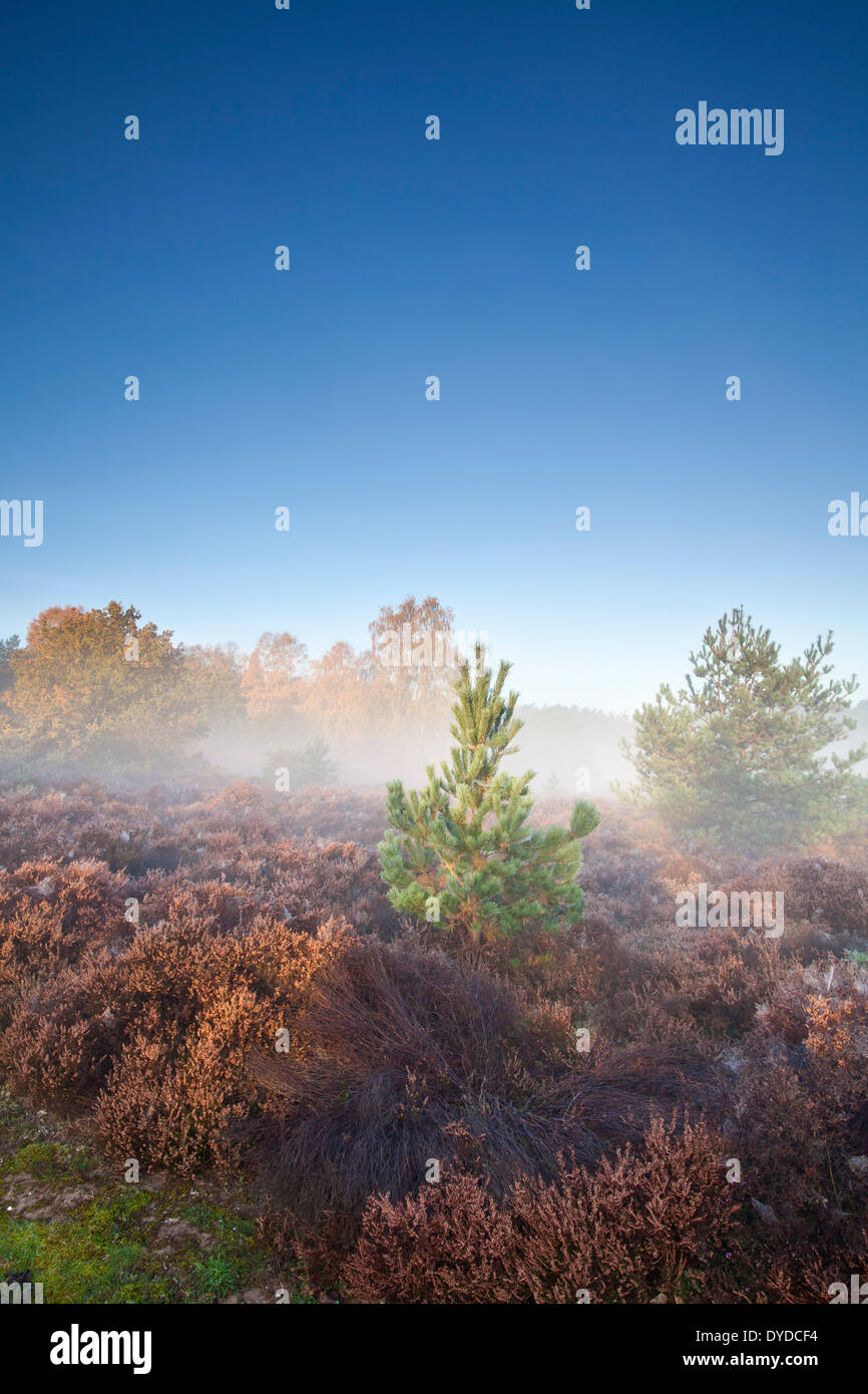 Thetford Forest in una nebbiosa mattina autunnale. Foto Stock