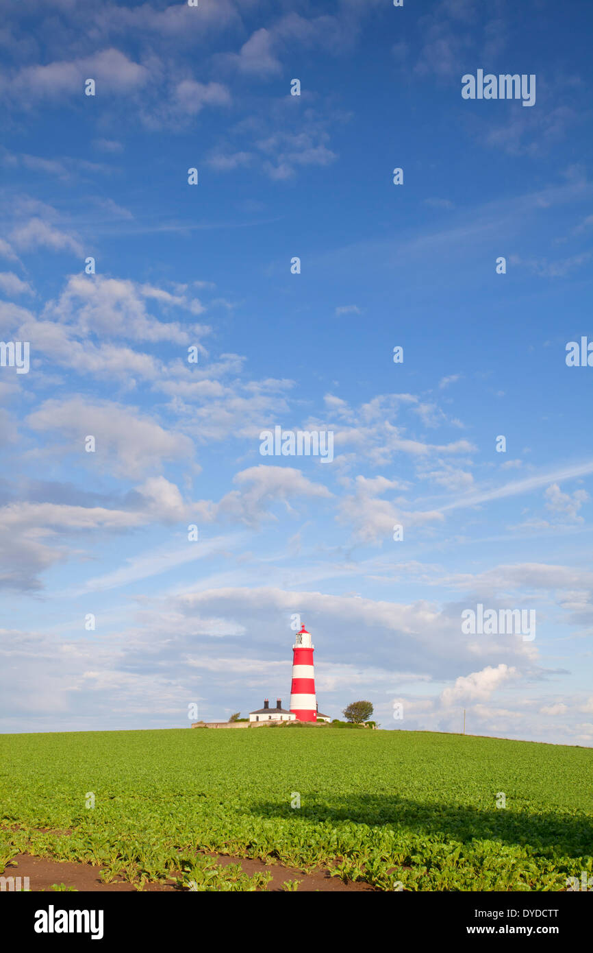 Happisburgh lighthouse circondato da un campo di barbabietole da zucchero su una sera d'estate. Foto Stock