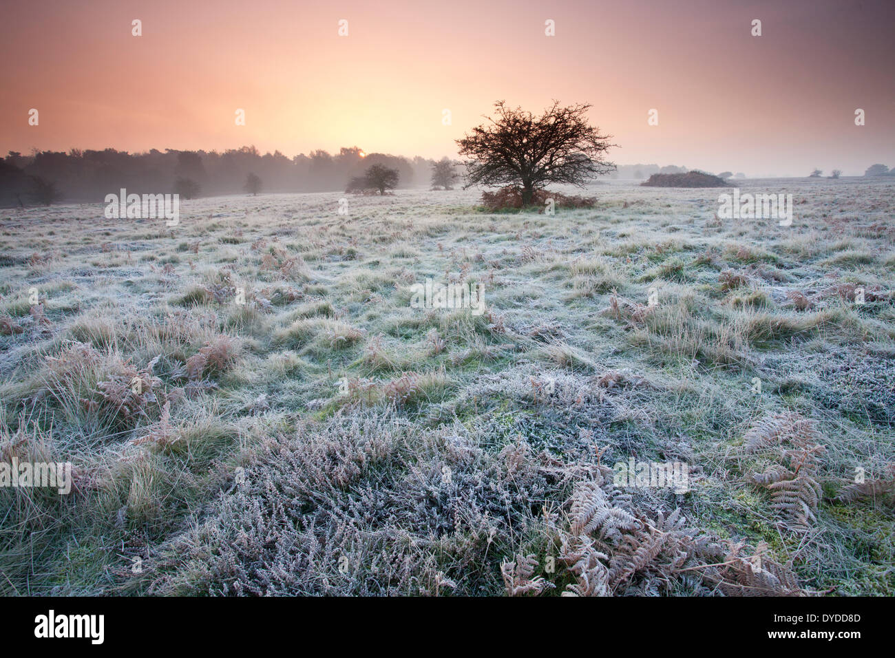 Sunrise over Brettenham Heath in un freddo gelido mattina sul bordo di Thetford Forest. Foto Stock