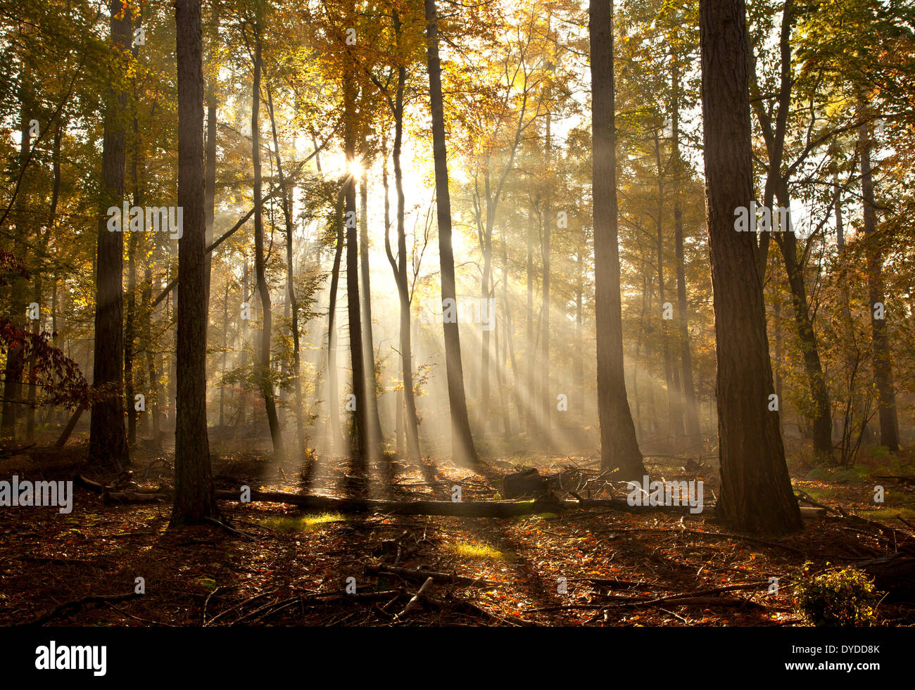 Sunrise a Rishbeth boschi a Thetford Forest. Foto Stock