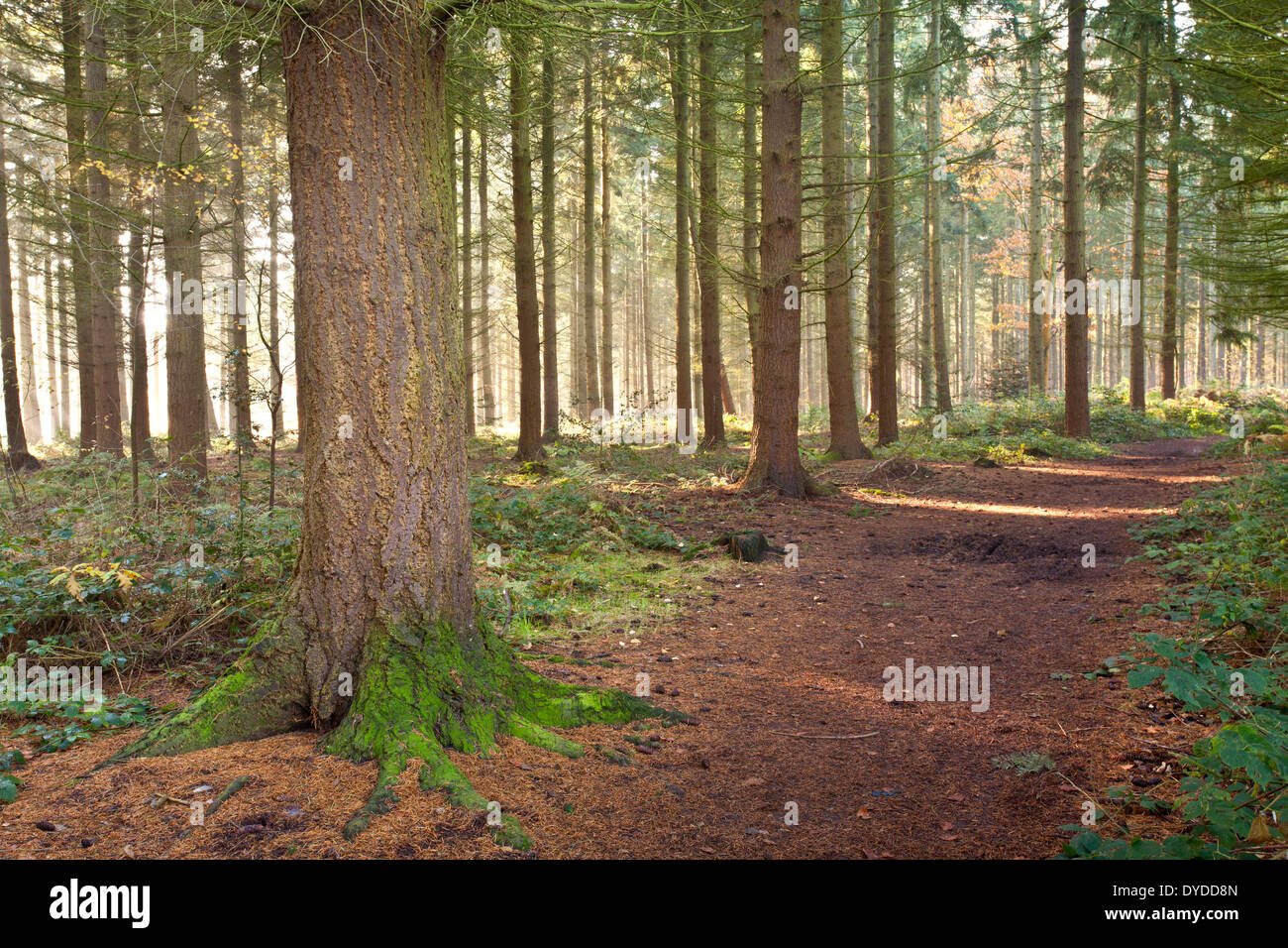 Alberi di pino in legno Bacton in Norfolk. Foto Stock