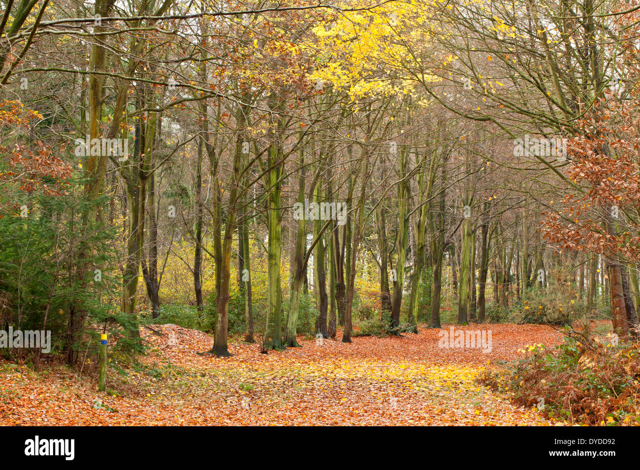 Legno Bacton in autunno. Foto Stock