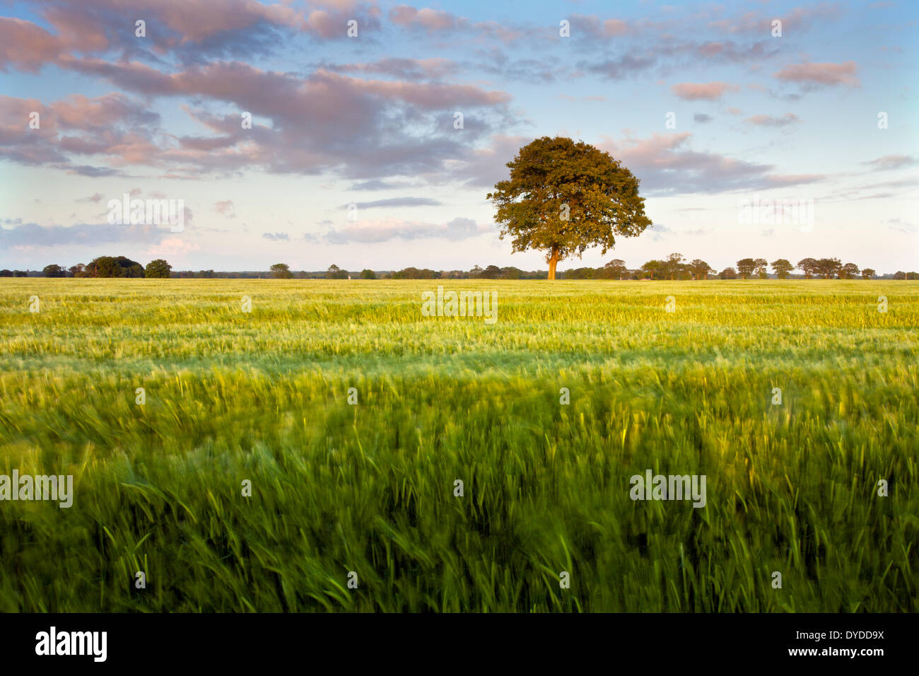 Un campo di orzo in campagna di Norfolk vicino al villaggio di Potter Heigham. Foto Stock