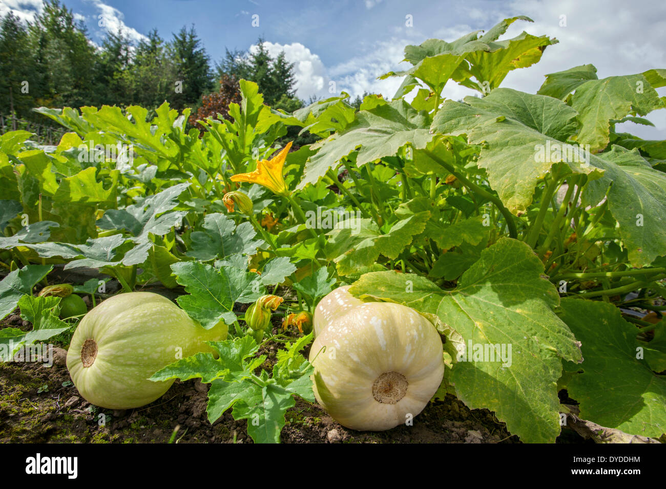 Butternut Zucche crescono in un giardino cottage. Foto Stock