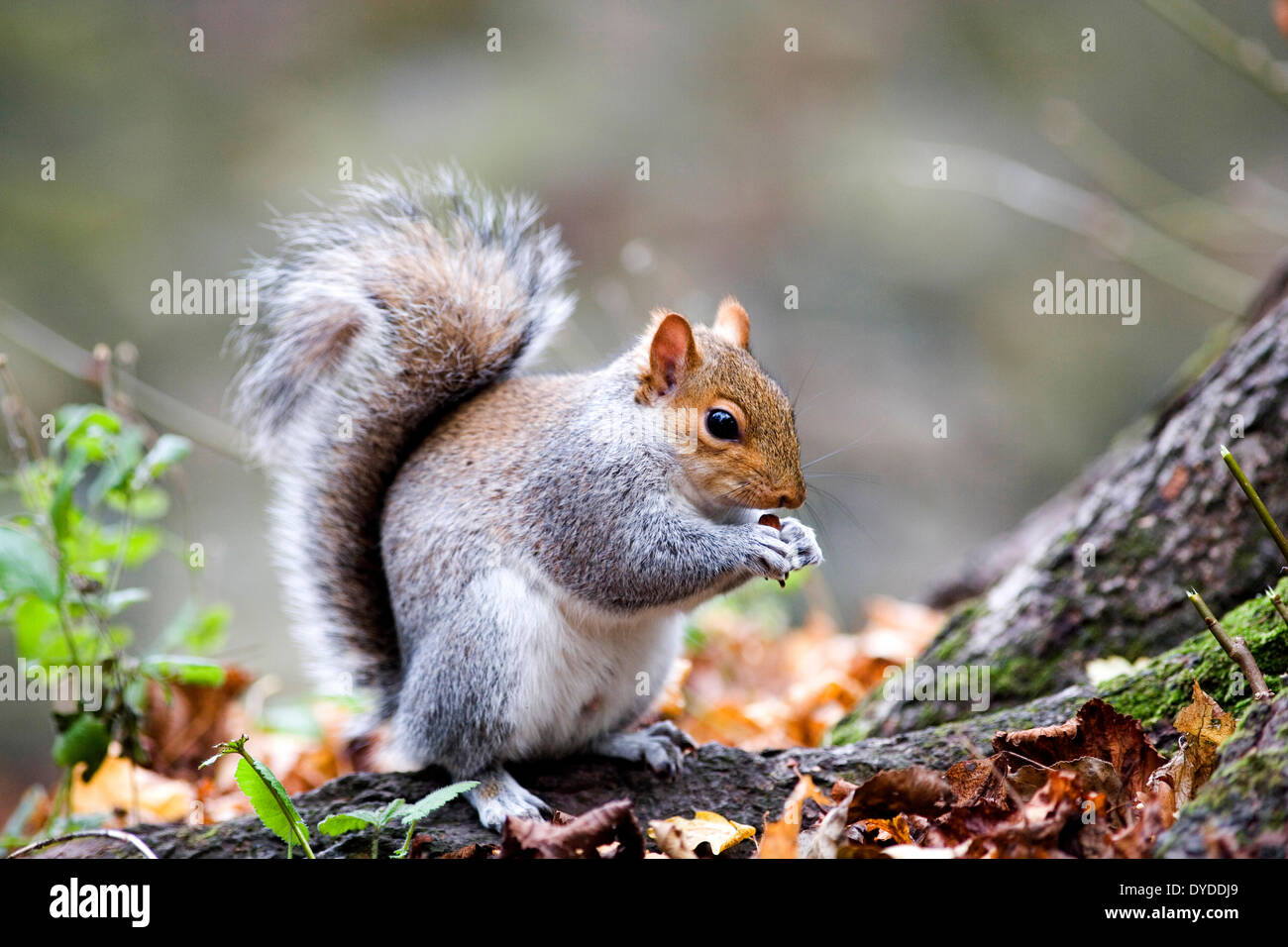 Uno scoiattolo grigio. Foto Stock