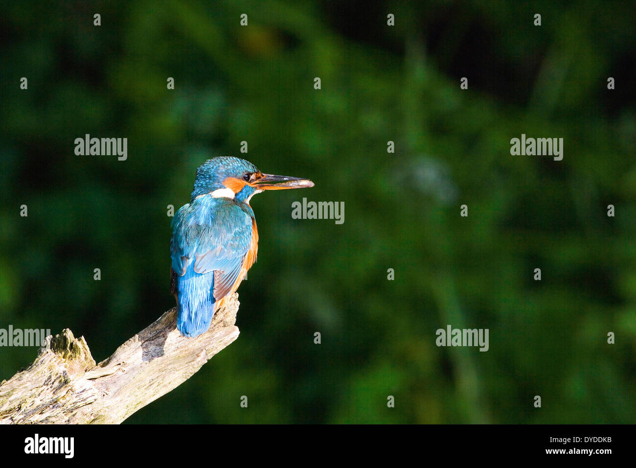 Un Kingfisher appollaiate su un ramo. Foto Stock