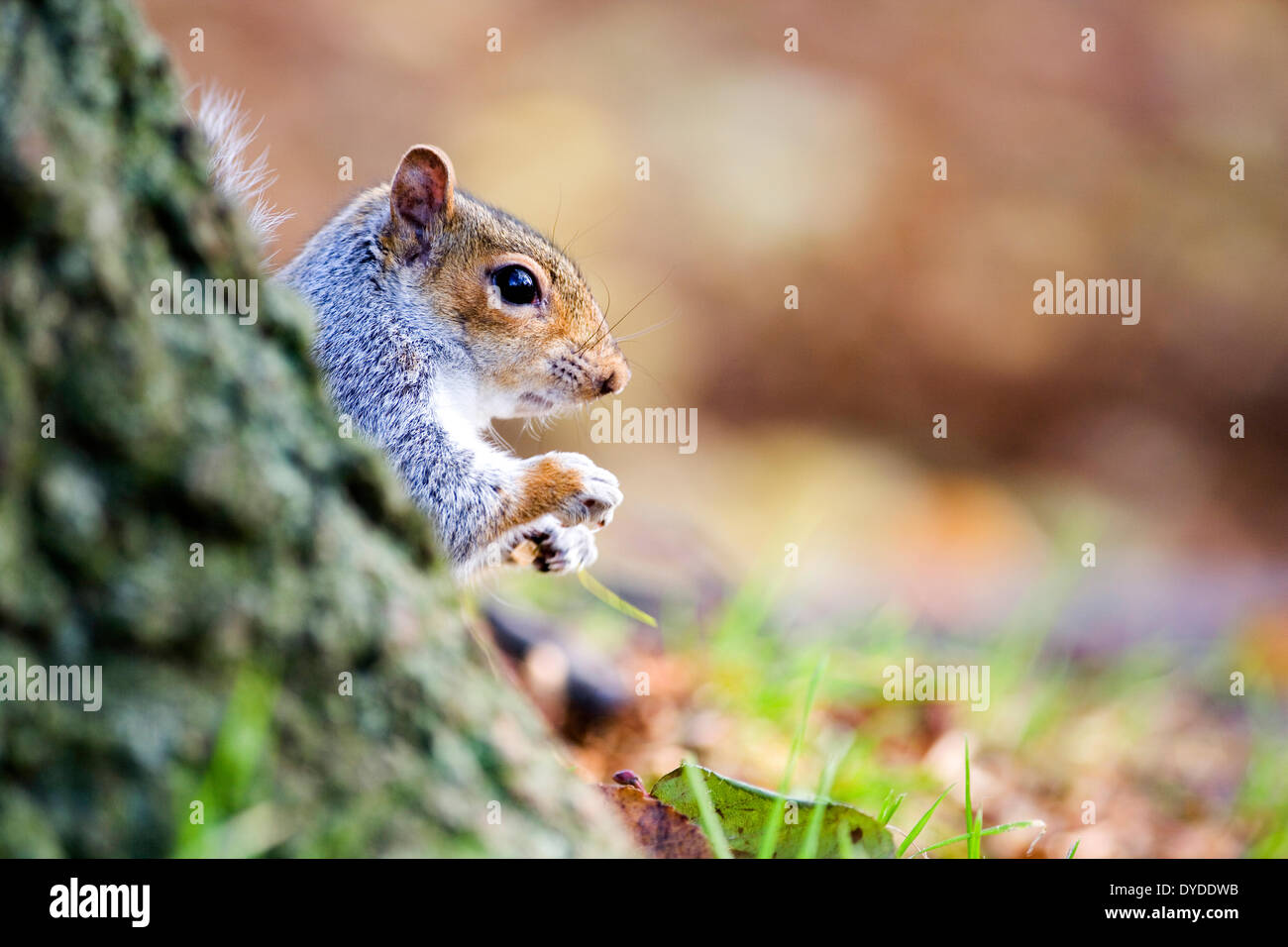 Uno scoiattolo grigio. Foto Stock