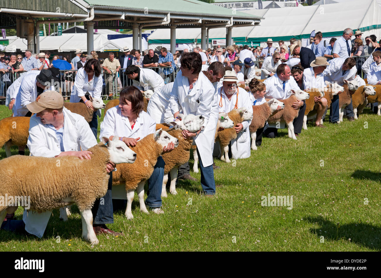 Pecore a giudicare al grande spettacolo dello Yorkshire. Foto Stock