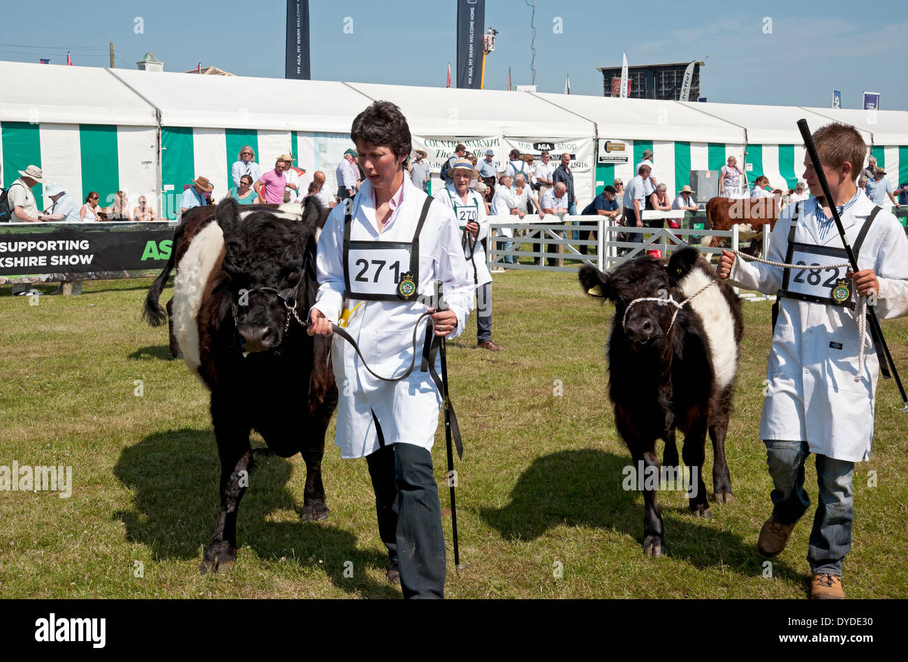 Belted Galloway bestiame al grande spettacolo dello Yorkshire. Foto Stock