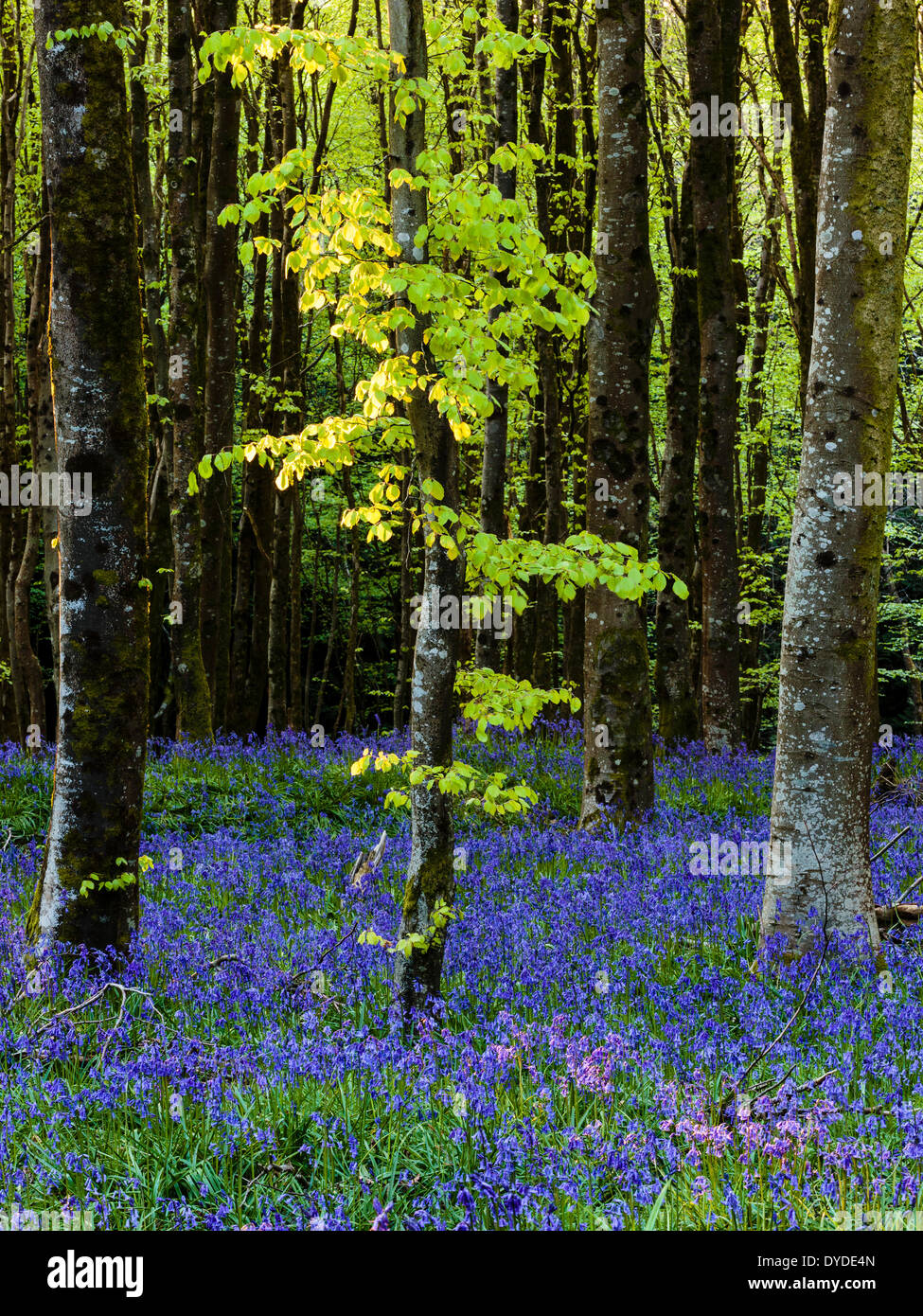 Bluebells tra faggi di Hooke Park nel Dorset. Foto Stock