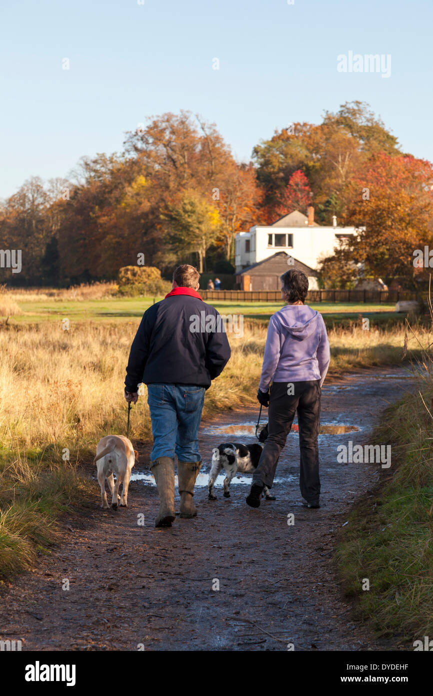 Giovane a piedi con il labrador e spaniel cane su un percorso fangoso in una giornata di sole in inverno. Foto Stock