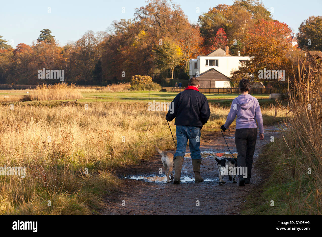 Giovane a piedi con il labrador e spaniel cane su un percorso fangoso in una giornata di sole in inverno. Foto Stock
