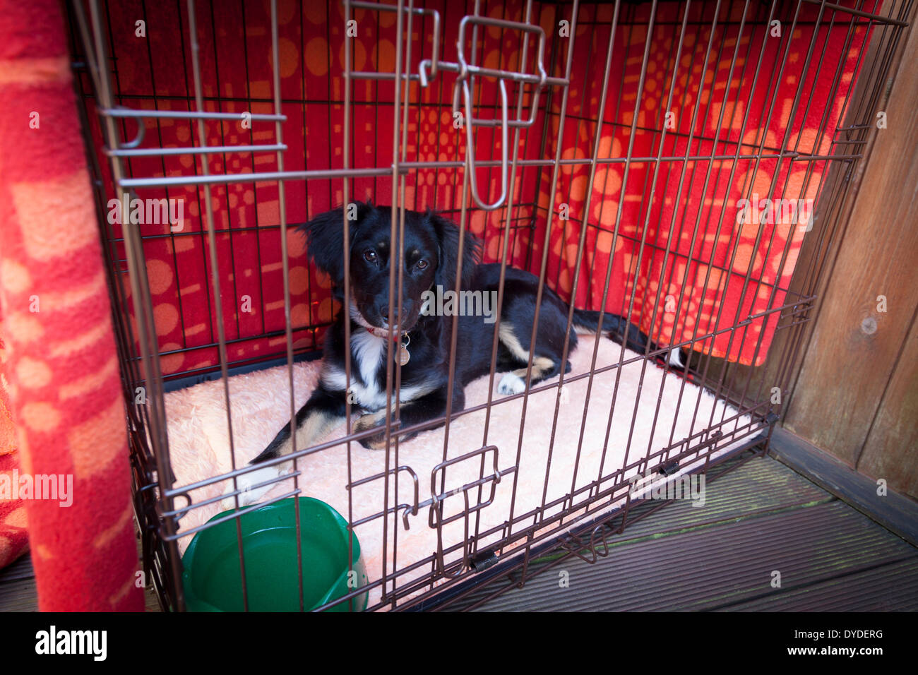 Cucciolo all'interno coperta coperto chiuso la gabbia del cane con coppa del separatore di condensa. Foto Stock