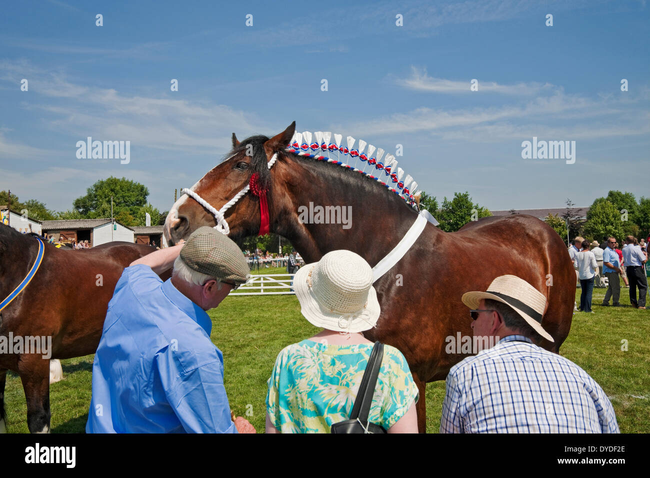 Shire cavalli al grande spettacolo dello Yorkshire. Foto Stock