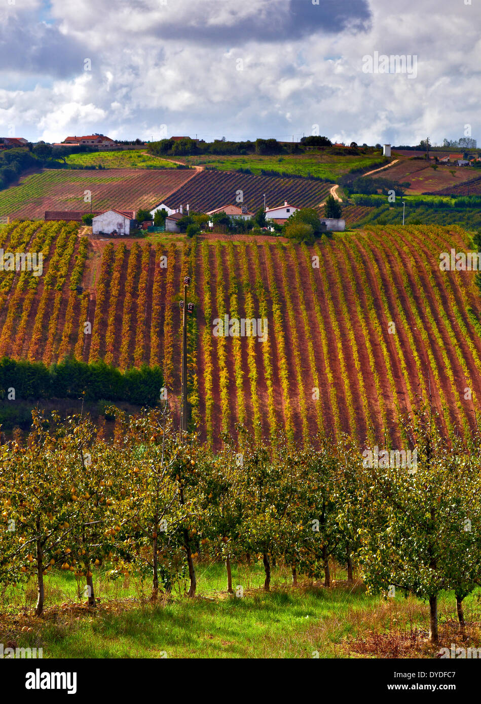 Una vista di autunno di rullatura di terreni agricoli nelle aree rurali del Portogallo. Foto Stock