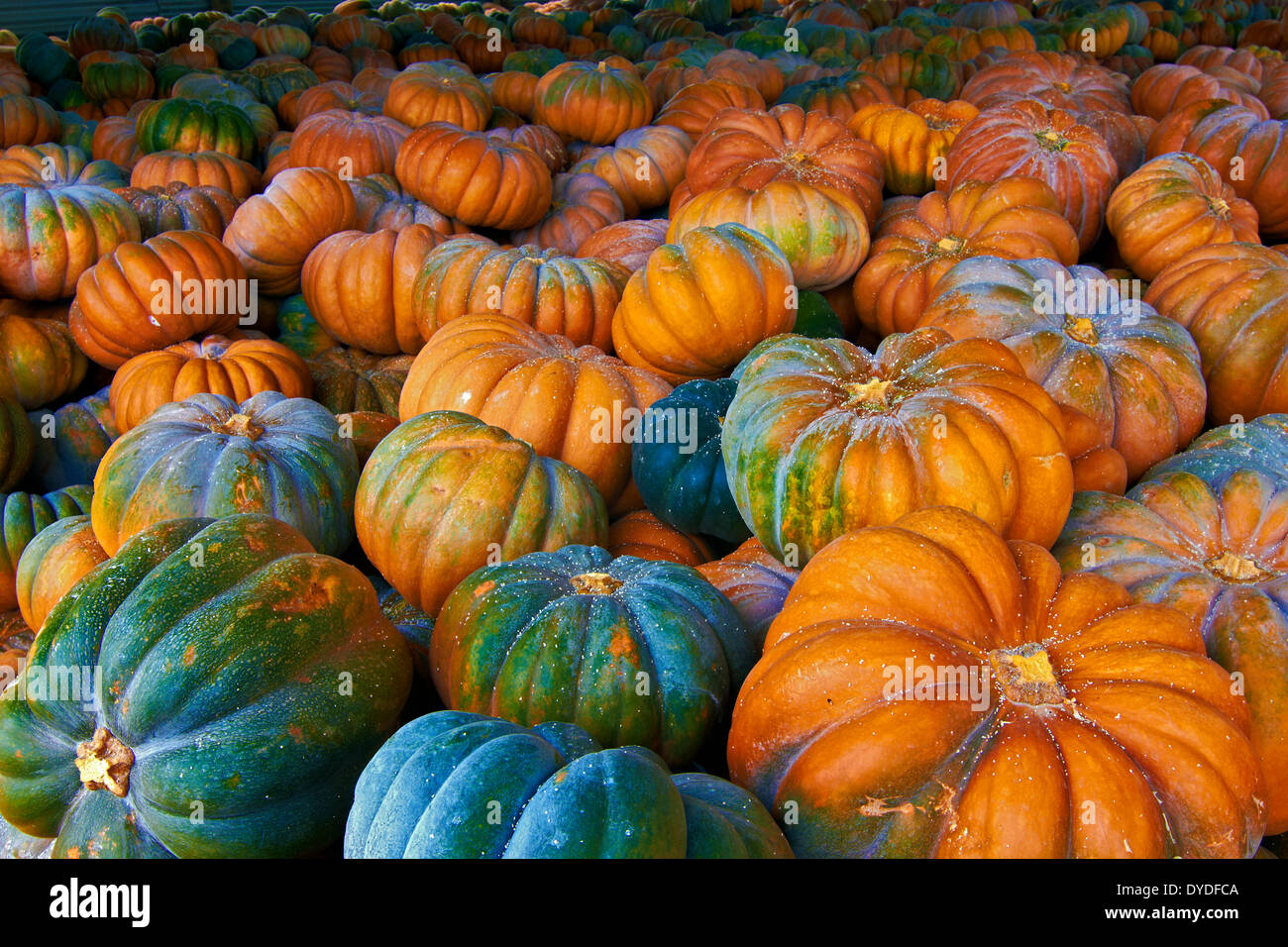 Un agriturismo magazzino pieno di raccolte di recente le zucche. Foto Stock