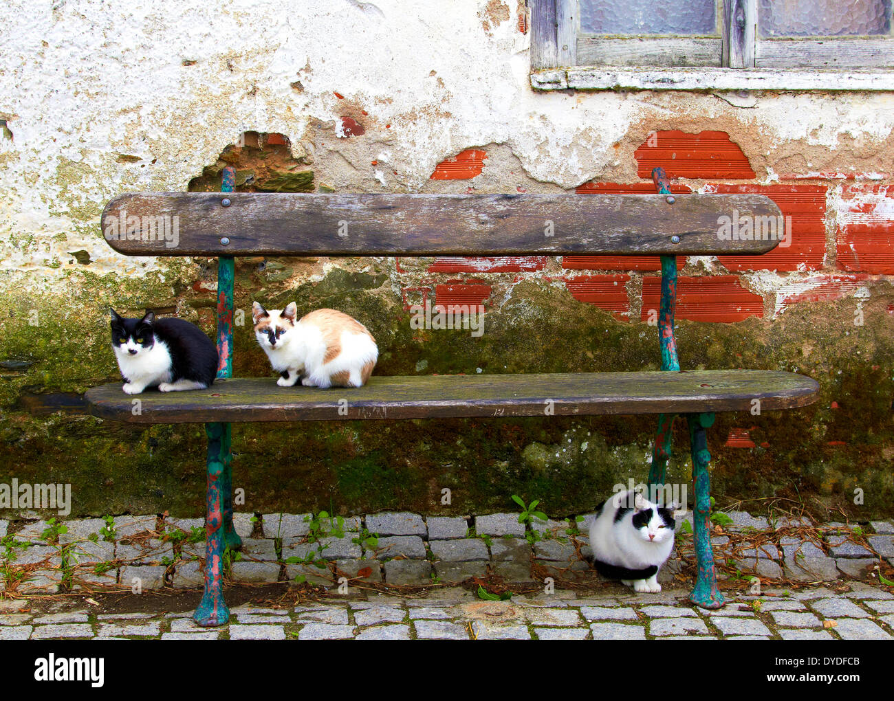 Tre gatti obligingly poste per la telecamera in un tranquillo vicolo in una remota parte del nord del Portogallo. Foto Stock