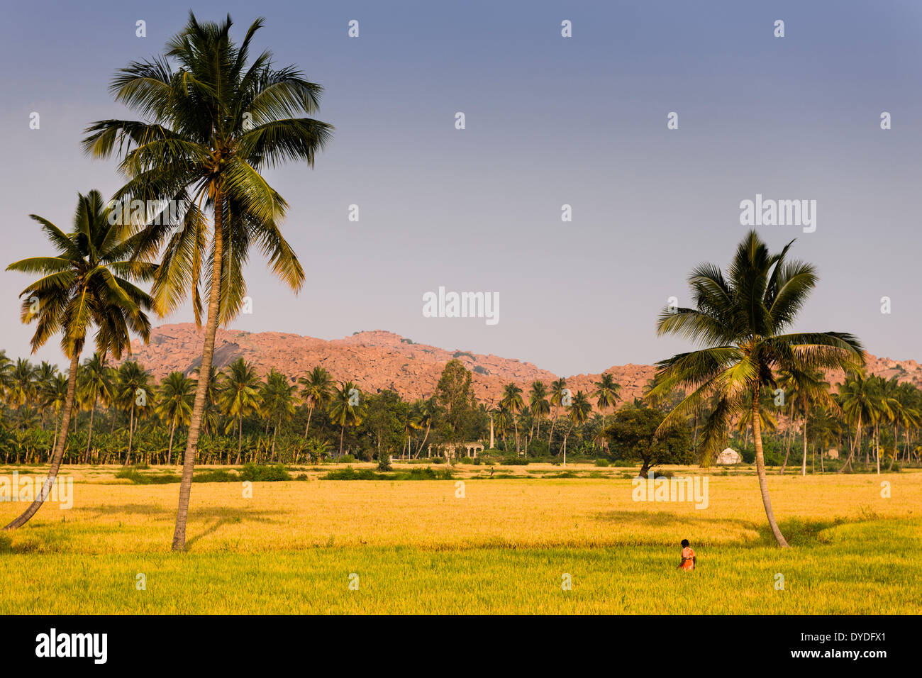 Una donna che attraversa un campo vicino a Anegundi in Hampi. Foto Stock