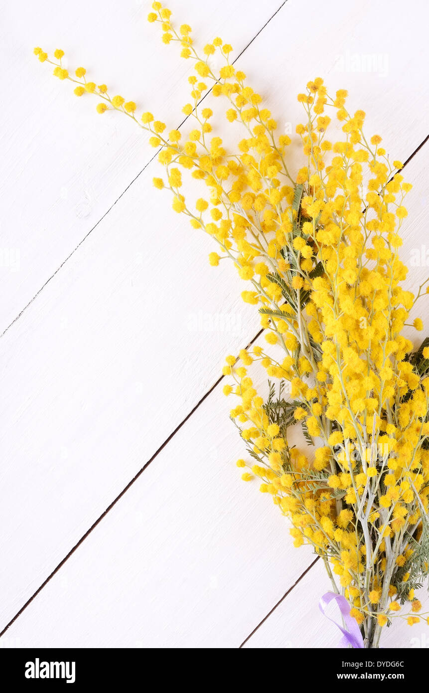 Mimosa fiori bianchi sul tavolo di legno Foto Stock