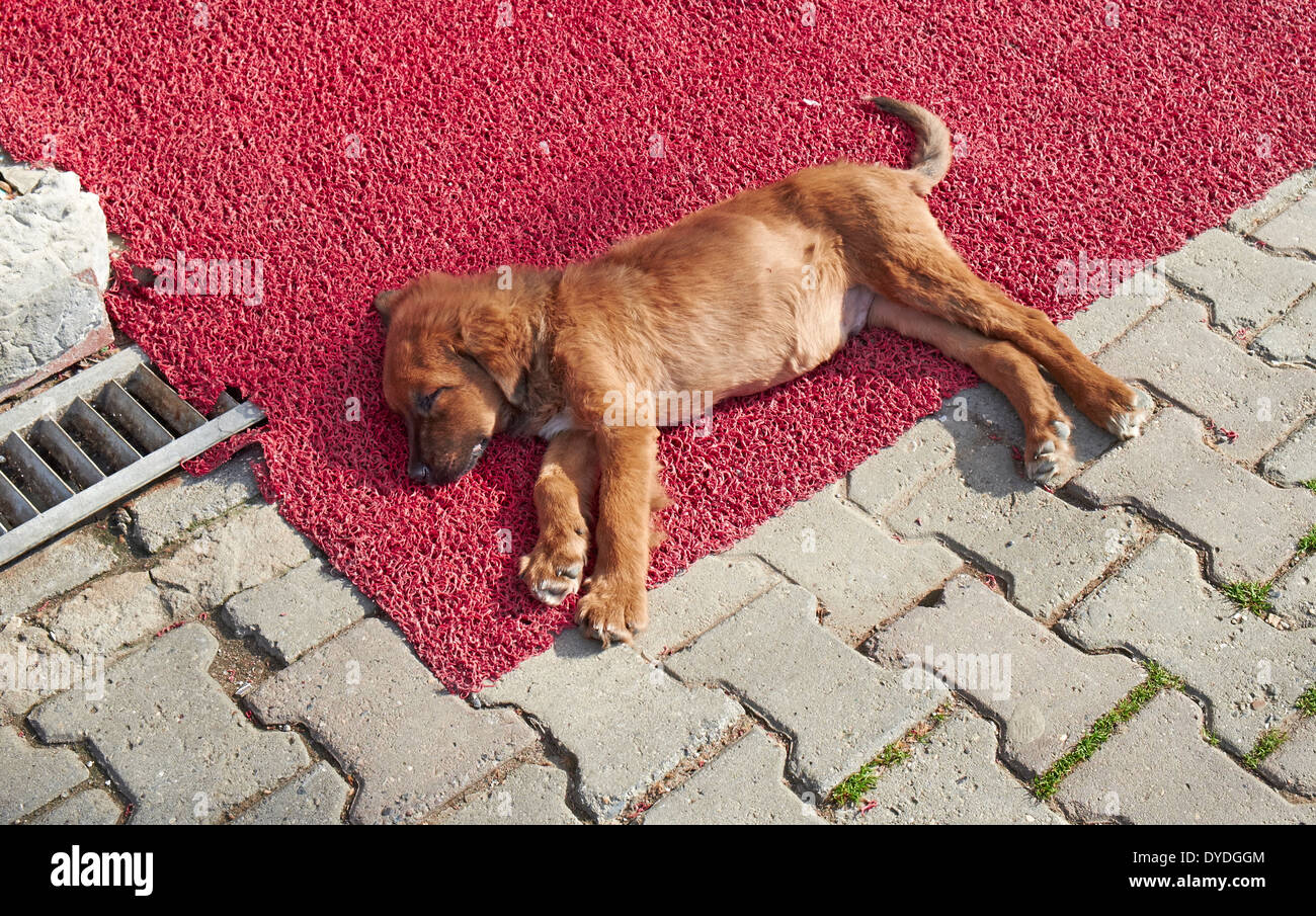Un cucciolo stanco sdraiato accanto alla strada. Foto Stock