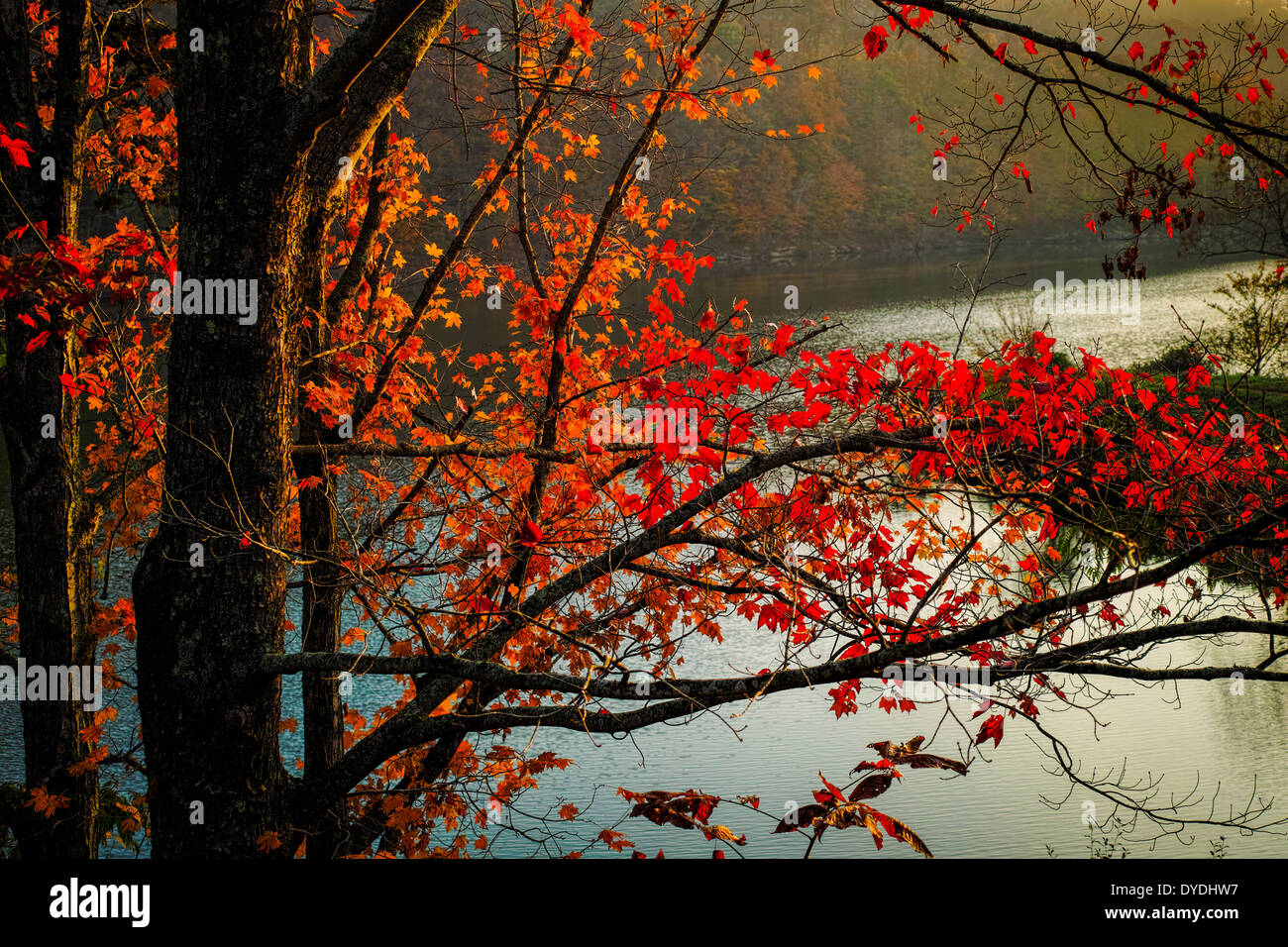 Fogliame di autunno Foto Stock