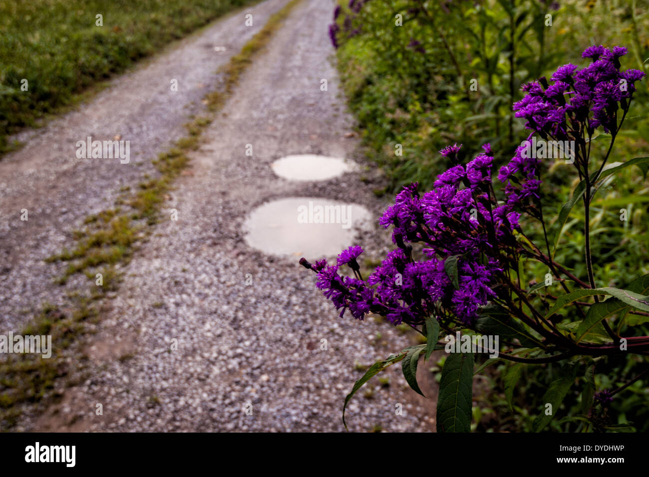 Fiori viola su una strada di ghiaia Foto Stock