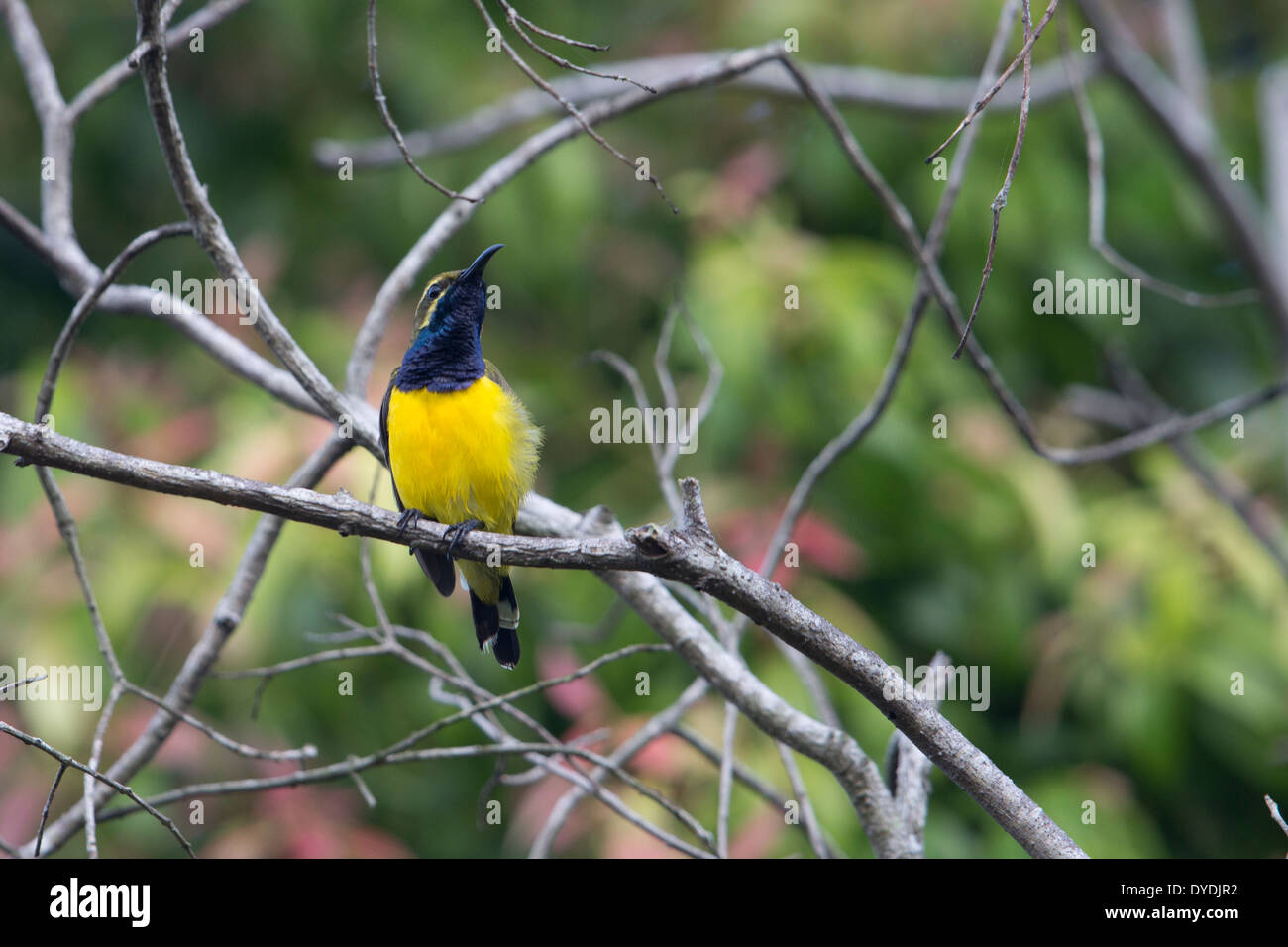 Oliva-backed Sunbird (Cinnyris jugularis plateni), giallo-di fronte gruppo, maschio Foto Stock