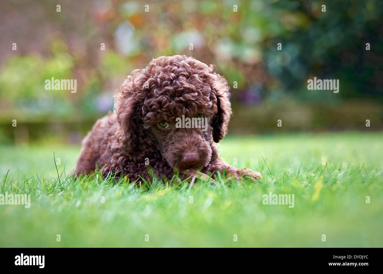 Una miniatura barboncino cucciolo sdraiati sull'erba nel giardino masticare un bastone. Foto Stock