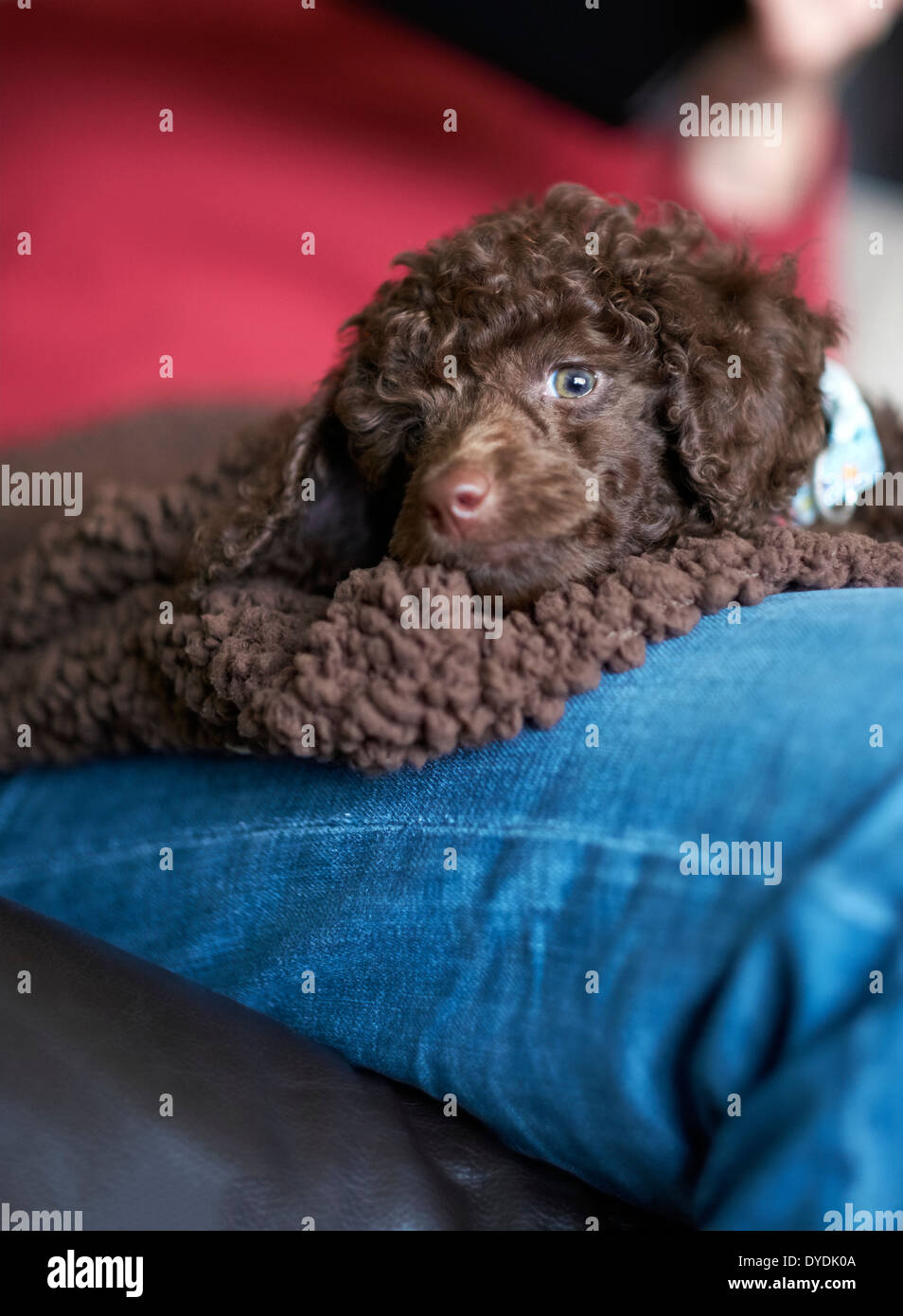 Una sonnolenta miniatura barboncino cucciolo. Foto Stock