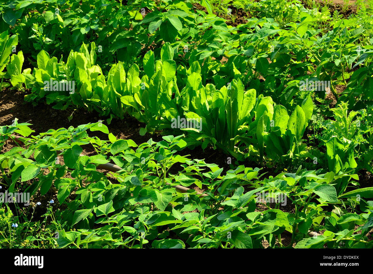 Letti di scarola (Cichorium endivia) e la patata (Solanum tuberosum) in giugno in un orto. Foto Stock