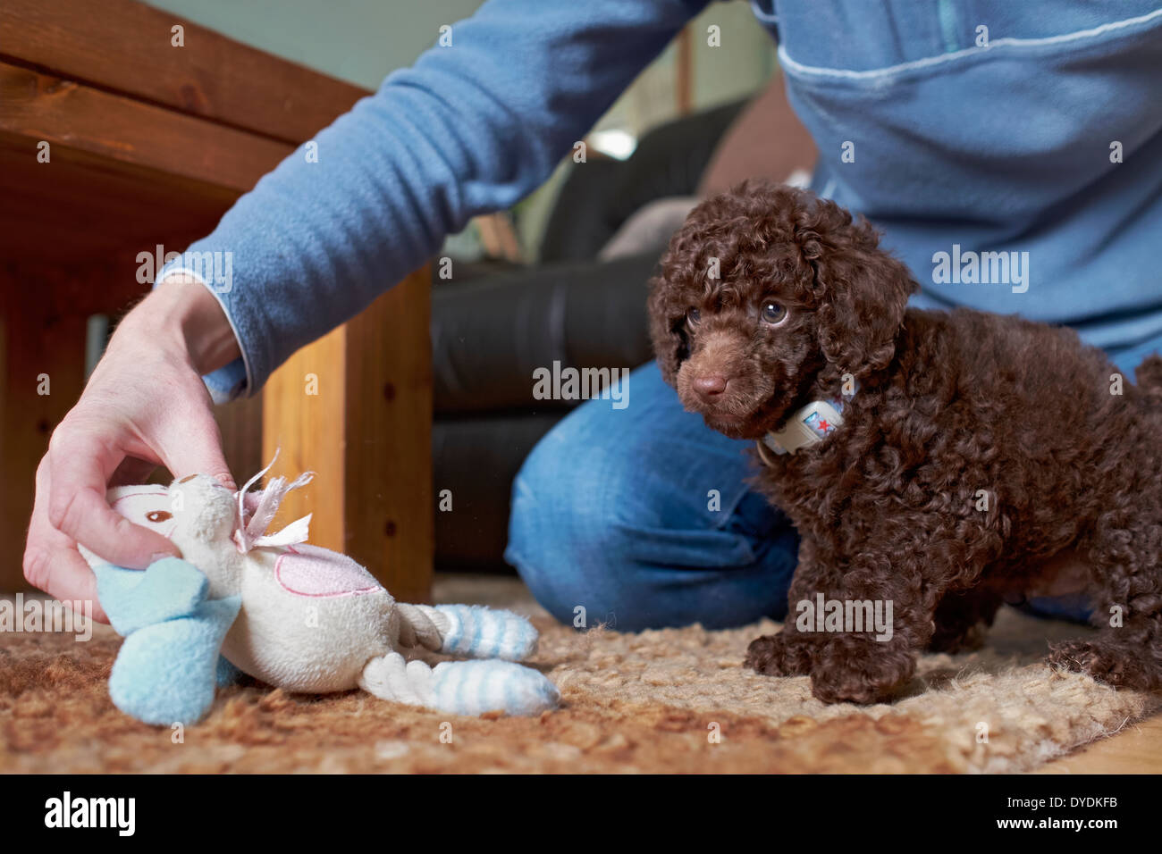 Un giocoso in miniatura cucciolo barboncino con un morbido masticare. Foto Stock