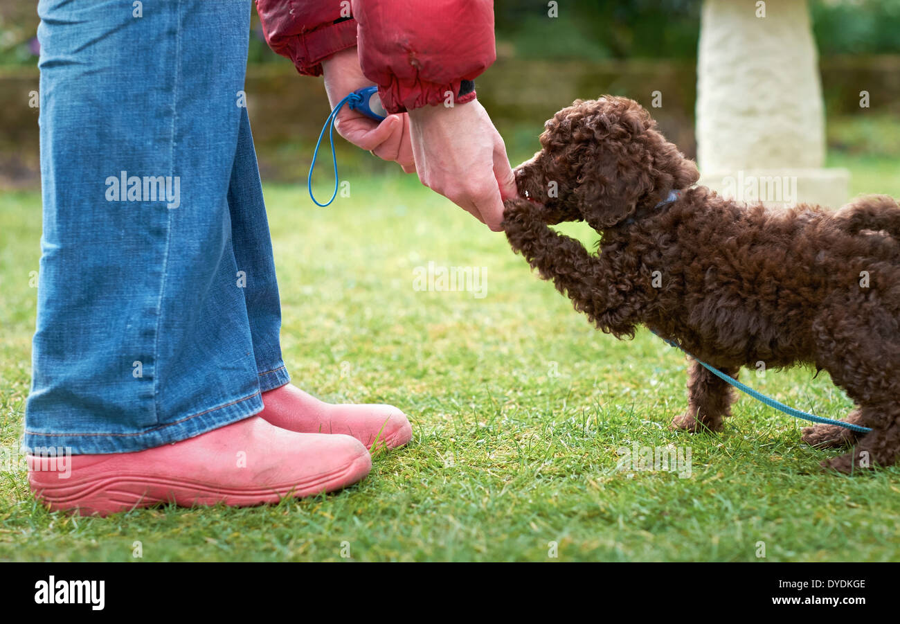 Il piombo e il clicker training per una miniatura barboncino cucciolo in giardino. Foto Stock