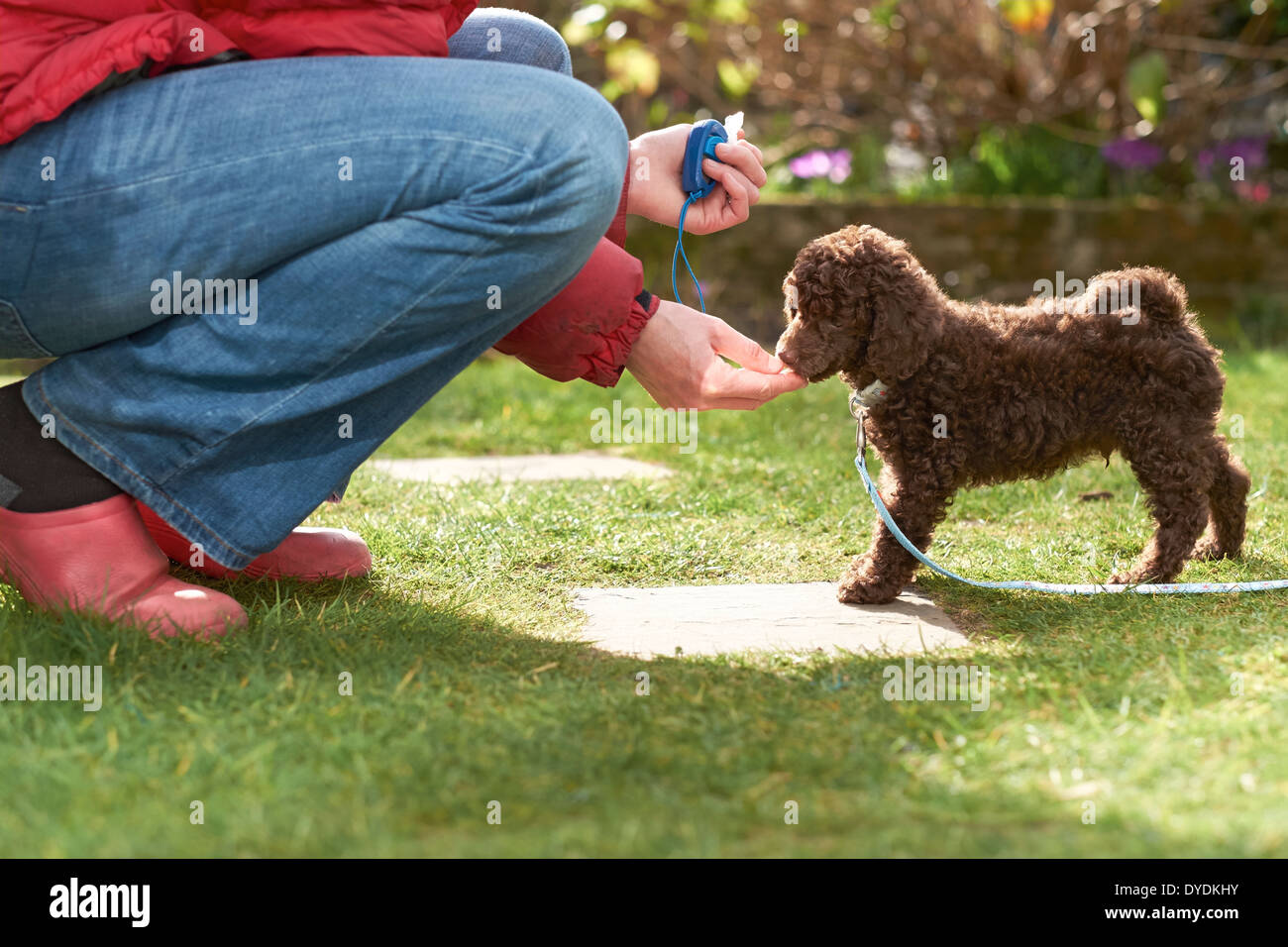 Il piombo e il clicker training per una miniatura barboncino cucciolo in giardino. Foto Stock