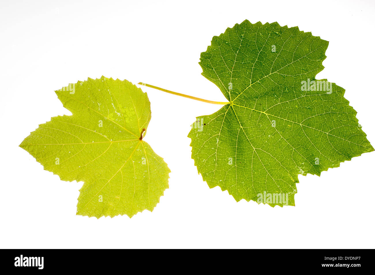 Due foglie di vite su sfondi bianchi Foto Stock