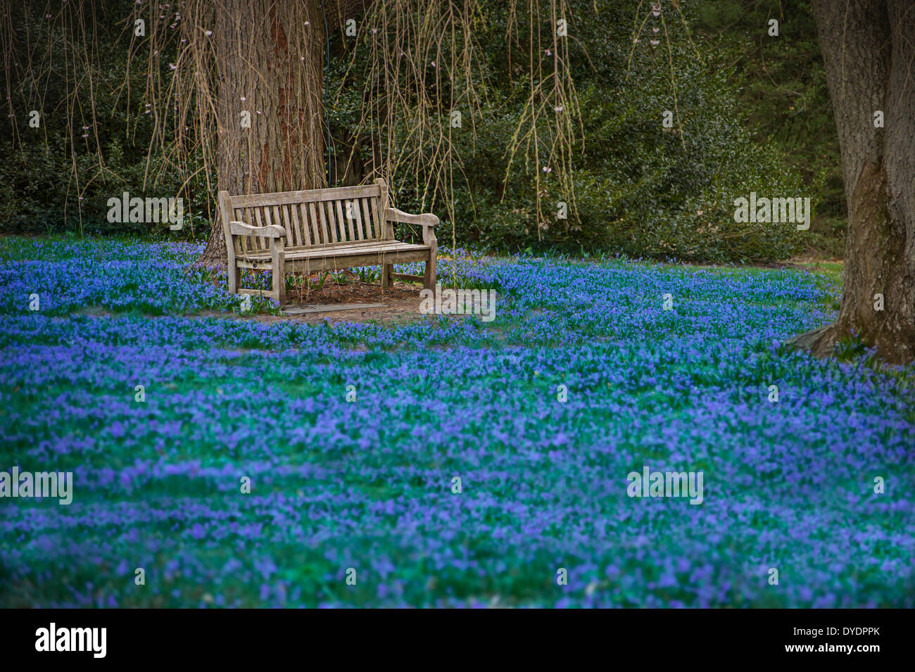 Svuotare una panchina nel parco in campo blu di fiori, tempo di primavera Foto Stock