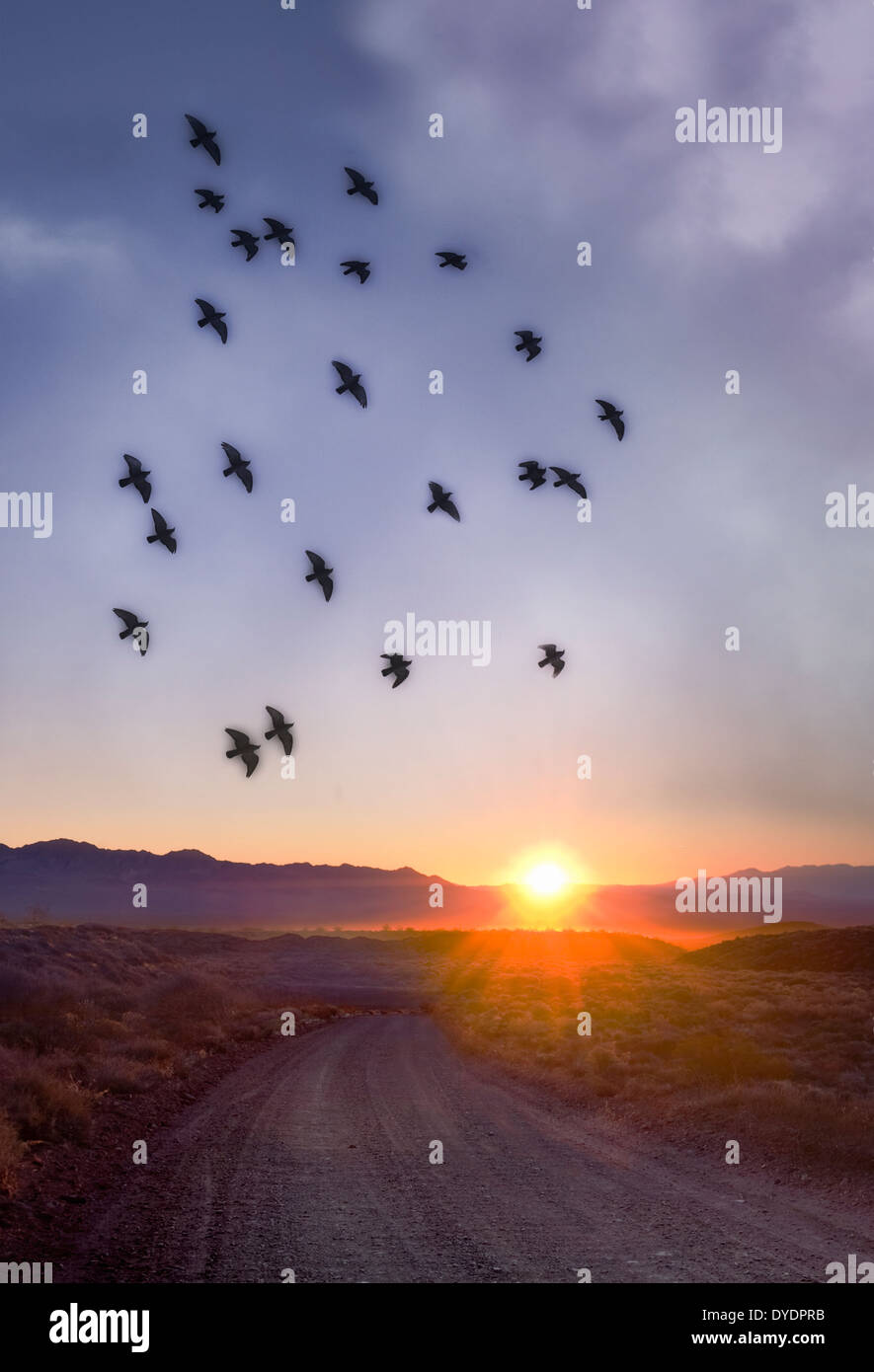 Stormo di uccelli volando sul deserto Sunrise & strada sterrata, Nevada USA Foto Stock