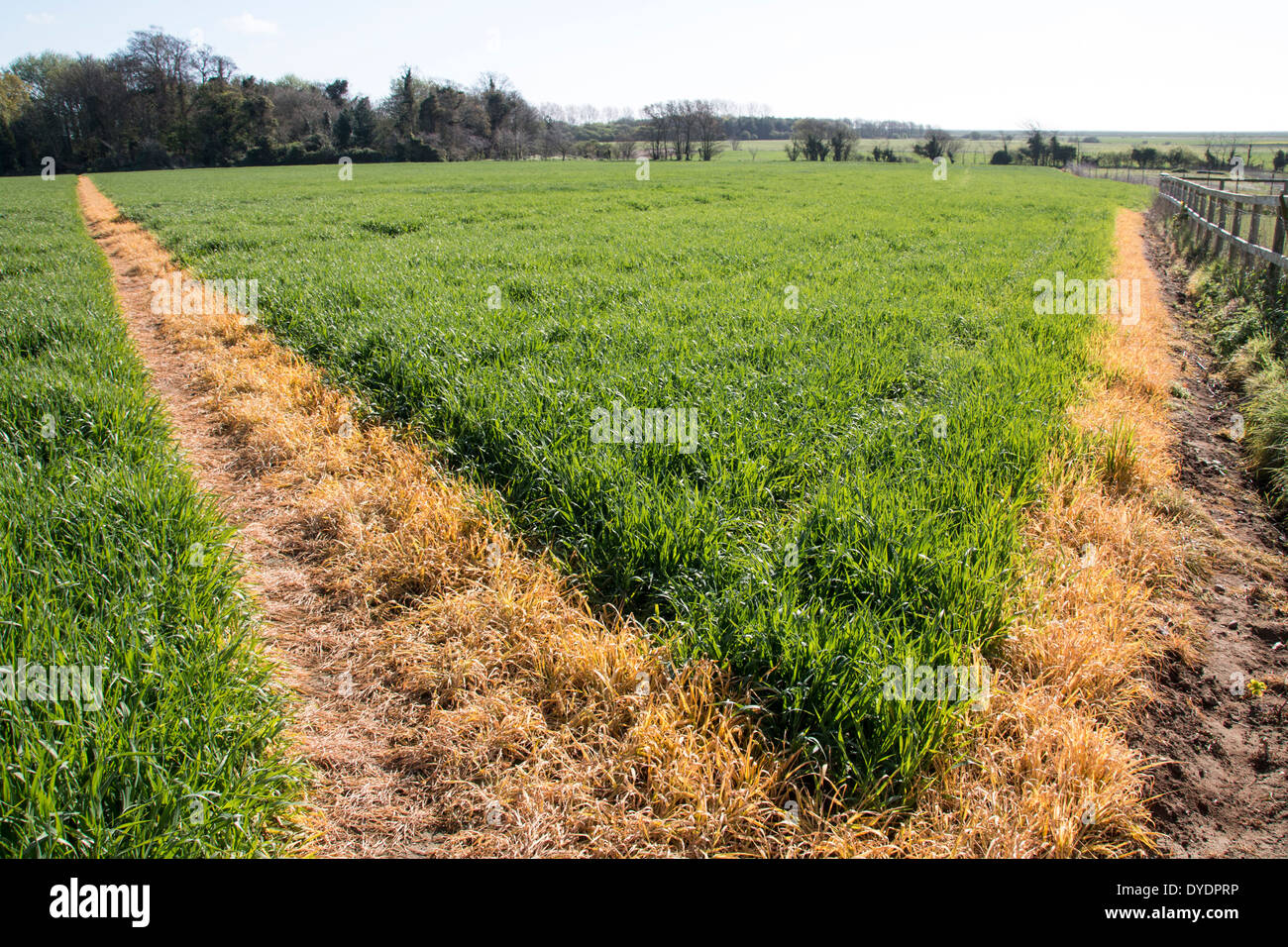 Un sentiero attraverso un campo di grano è stato spruzzato con il Roundup per mantenerlo chiaro per l'accesso pubblico. Orford Suffolk. Foto Stock