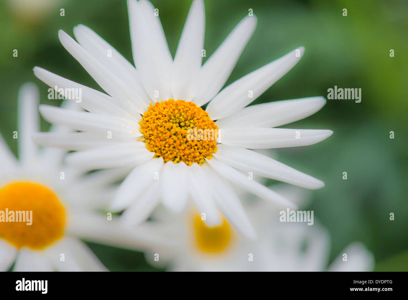 Margherite fiori Prato Foto Stock
