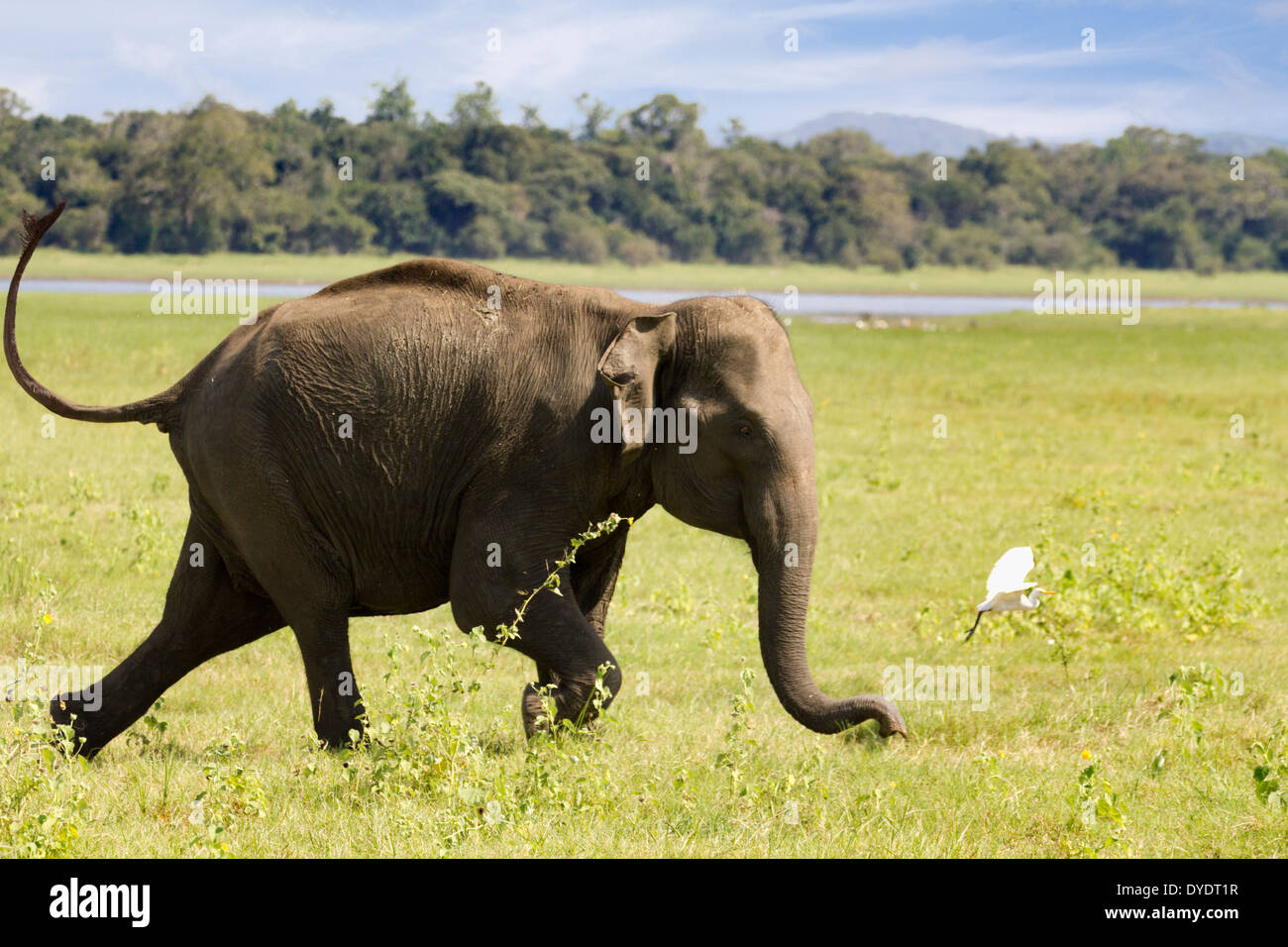 Elefanti selvatici la carica di una jeep turistica nel parco nazionale Yala, Sri Lanka 20 Foto Stock