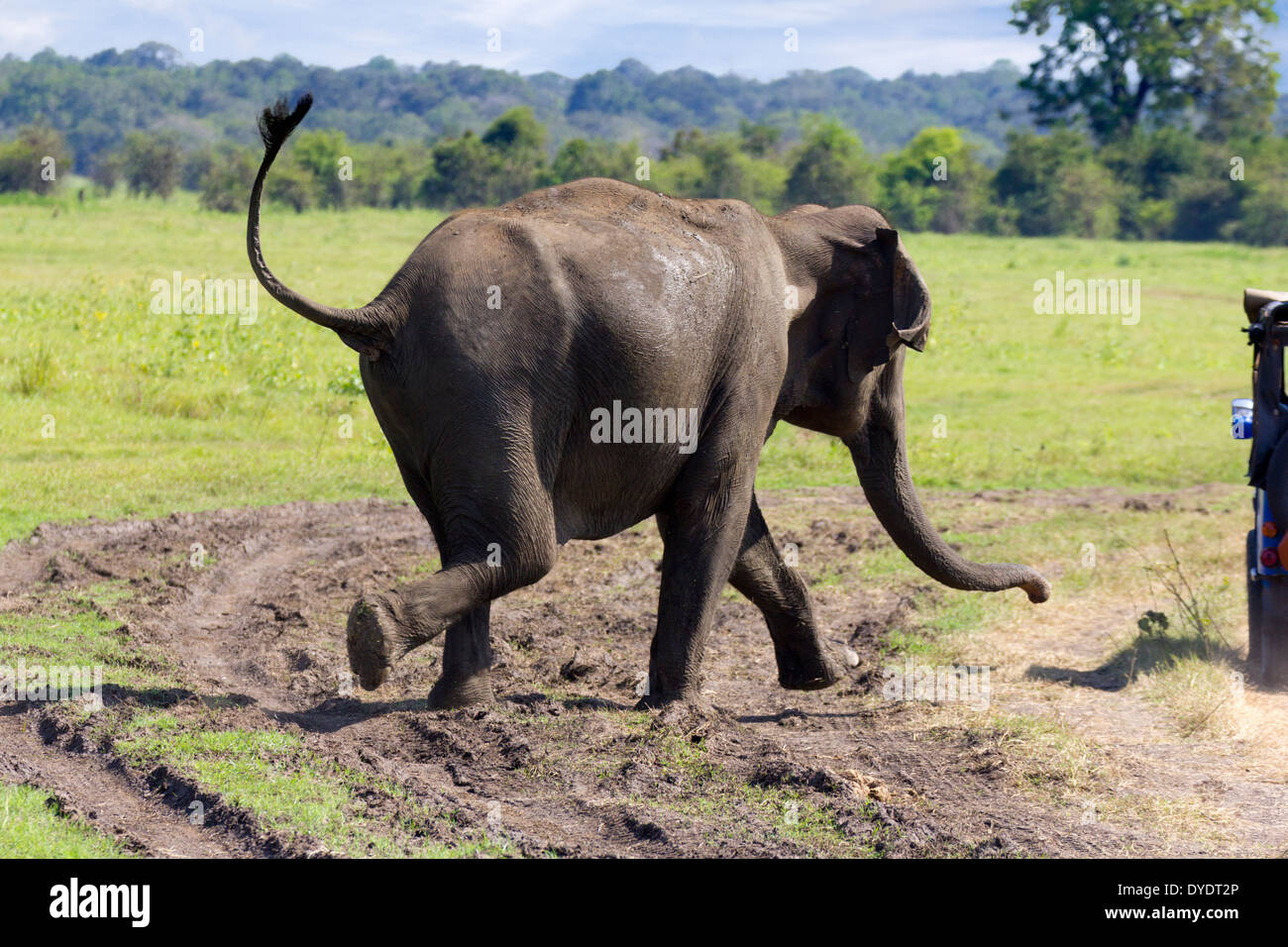 Elefanti selvatici la carica di una jeep turistica nel parco nazionale Yala, Sri Lanka 19 Foto Stock