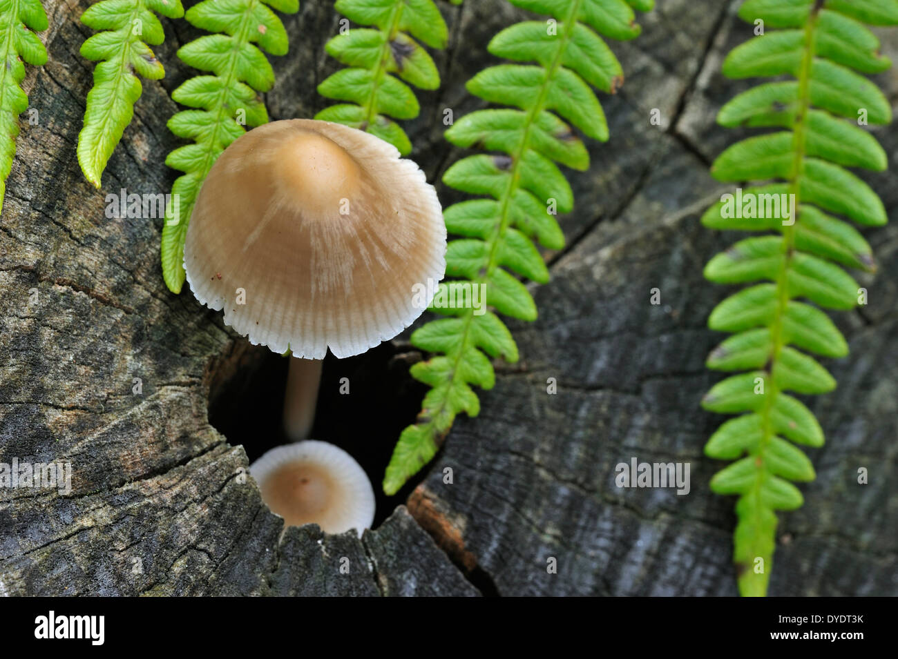 Comuni / cofano toque mycena / roseo-gill fata casco (Mycena galericulata) crescente sul tronco di albero nella foresta di autunno Foto Stock