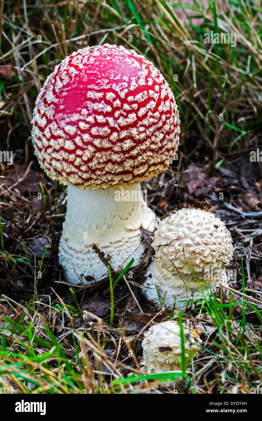 Fly agaric / fly amanita (amanita muscaria) pulsanti a fungo nelle diverse fasi della crescita nella foresta di autunno Foto Stock